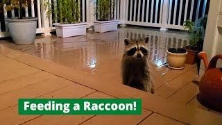 Feeding a hungry Raccoon on a rainy night! #shorts