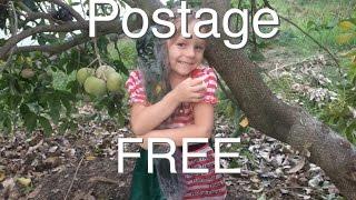Postage Free Fruit Trees - New Range From Daleys Nursery