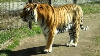 Amur Tigers