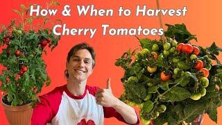 How & When to Pick Cherry Tomatoes - Super Easy