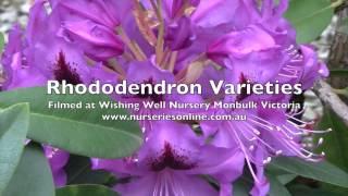 How to Grow Rhododendrons -  Varieties and General Care