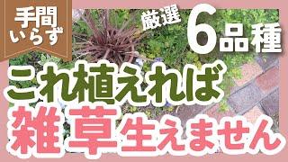 【雑草対策】手間いらずのグランドカバー6品種紹介️ずぼらガーデニングで大活躍