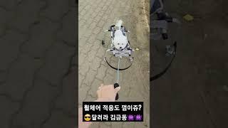슬개골 탈구 5기(?!) 비숑의 휠체어 적응기! 워크앤런 반려견 휠체어