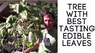 Amazing Salad Tree that Grows Delicious Greens You can Eat All Year Long