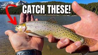 DIY Trout Fishing In BRECKENRIDGE Colorado!