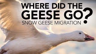 Snow Geese Migration | 6abc Discovery