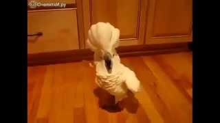 Попугай паникёр. parrot alarmist