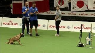 malinois agility world champion