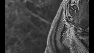 The roaring tiger of Jim Corbett National Park