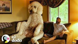 Perro gigante pesa sobre 200kg | El Dodo