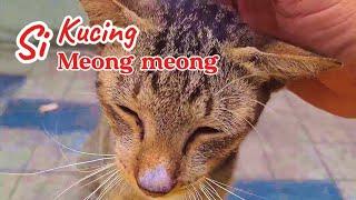 SI MEONG MEONG ~ ANAK KUCING MEONG MEONG ~ LAGU ANAK BALITA POPULER ~ LAGU ANAK INDONESIA