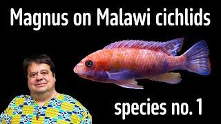 Magnus on Malawi cichlids 1