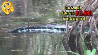 PEMANDANGAN LANGKA SAAT CASTING IKAN GABUS || MELIHAT DARI DEKAT MONSTER TOMAN MENGASUH ANAK