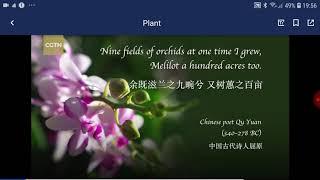 FLOWER IN CHINA, ORCHIDS