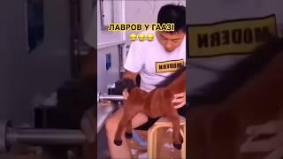 ЛАВРОВ У ГААЗІ#гумор #приколи #лавров