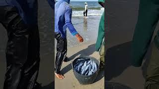 fishing nets, catching lots of fish in the sea