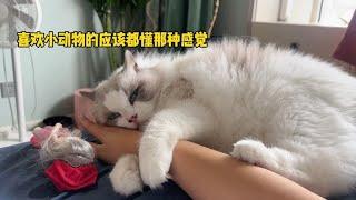 养猫真的是个互相治愈的过程，很喜欢那种彼此依赖和信任的感觉