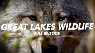 Great Lakes Wildlife | Great Lakes Now