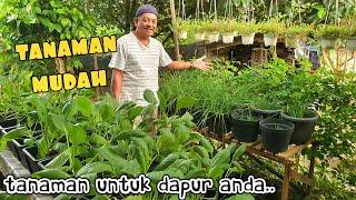 ️ TANAMAN DAPUR PALING MUDAH TANAM. 10 PILIHAN TERBAIK