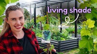 How I’m creating EDIBLE Living Shade to protect my raised garden beds in summer