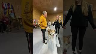 Happy Chappy Fish  #alaskanmalamutes #dogshows #malamutelovers