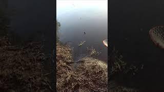 Сын маминой подруги)