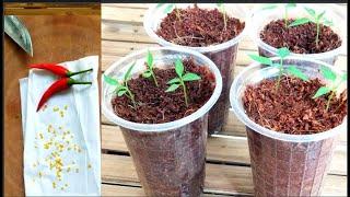 Agri-education :Put Chili Seed To Sprout In 2 Days