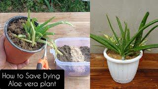 How to SAVE ALOE VERA plant from dying