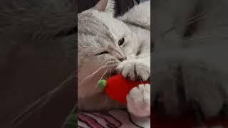 Funny animals Кошки мышки  #котСеня  #shorts