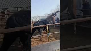 #тіркеліпкет #подпишись #reels #snow #youtubeshorts #horse #rek #animals #youtube #рекомендации