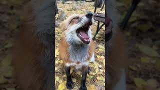 Ли Сяо / Alice the Fox Лиса Алиса (Ну вот началось!!)