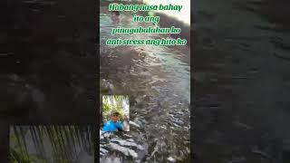 Backyard hito farming by Kuya Dennis