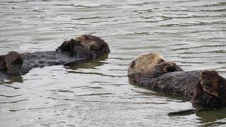 Otterly Adorable Sleeping, Tossing and Turning