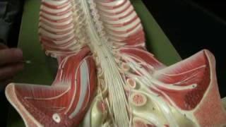 Pelvic Bones and Nerves