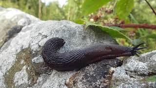 Arion ater - Black Slug