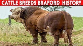 ⭕ Cattle Breeds BRAFORD History   BRAFORD Cattle  // Bulls