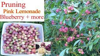 Pruning overgrown Pink Lemonade Blueberry after harvest | Rejuvenate | Front yard garden | Dessert