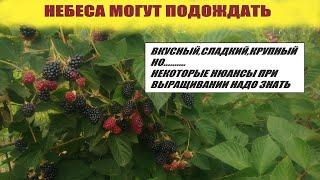 Небеса могут подождать Ежевика в средней полосе