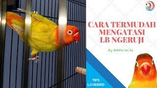 cara termudah mengatasi lovebird ngeruji digantangan