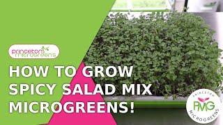 How to grow Spicy Salad Mix Microgreens!