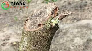 Apple ber plant | Pruning | cutting of apples ber | After the care and maintenance of the tree
