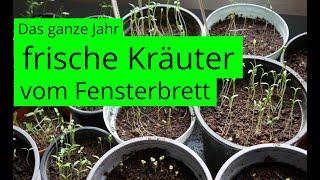 Frische Kräuter das ganze Jahr | Tipps und Tricks zu Aussaat & Anzucht am Fenster