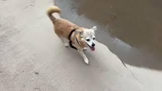 Cute Dog FOX LIVE! Evening Walk…I got to see My Favorite Neighhbor!! #doglivestream #dogwalk #dog