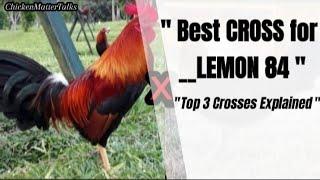  "The BEST CROSS for Lemon 84 Rooster Bloodline"#rooster#gallos#lemon84#chicken#usa#chickenbreeds