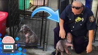 Feuerwehrmann sieht gefesselten Hund und rettet ihn I Wissensautomat