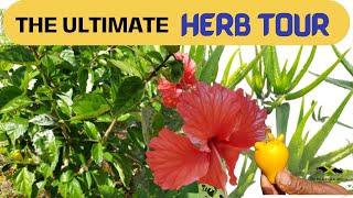 HEALING HERBS OF JAMAICA  | 100+ POWERFUL #MedicinalPlants Of Jamaica #TheHerbTour