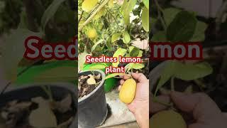 Seedless lemon #trending #gardenparadise #fruit #trendingshorts #garden #fruitgarden