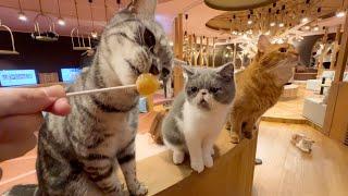 So Cute!!! Visiting a large Japanese cat cafe in Nagoya   CAT CAFE MOCHA