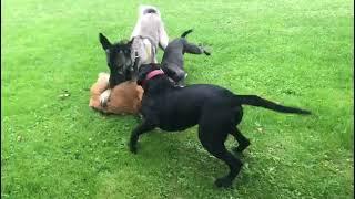 Golden Retriever attacks Kangal