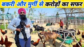 सरदार जी का शानदार बकरी + देसी मुर्गा फार्म | Integrated goat farm | Desi poultry farm